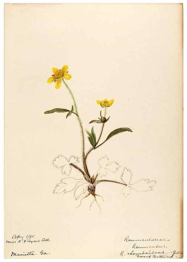 Reproducción/Reproduction 48788086211: [Water-color sketches of plants of North America and Europe]. . 