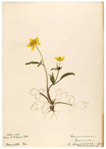 Reproducción/Reproduction 48788086211: [Water-color sketches of plants of North America and Europe]. . 