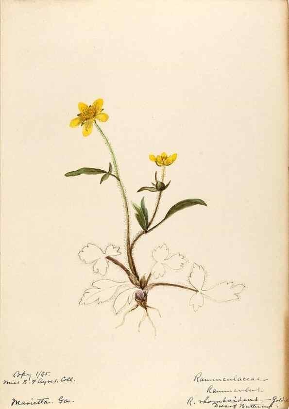 Reproducción/Reproduction 48788086211: [Water-color sketches of plants of North America and Europe]. . 