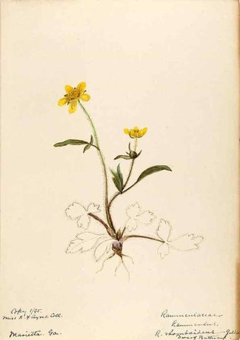 Reproducción/Reproduction 48788086211: [Water-color sketches of plants of North America and Europe]. . 