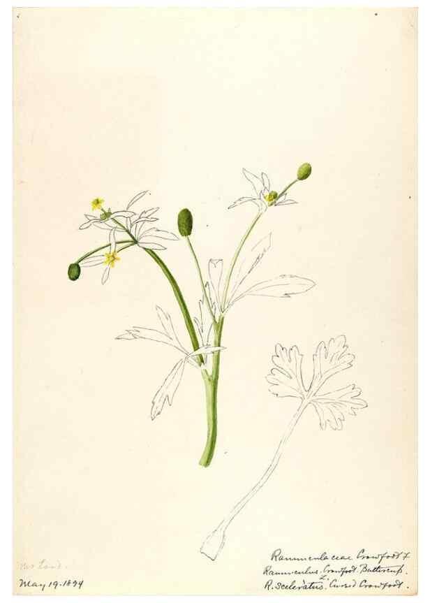 Reproducción/Reproduction 48788233412: [Water-color sketches of plants of North America and Europe]. . 