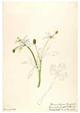 Reproducción/Reproduction 48788233412: [Water-color sketches of plants of North America and Europe]. . 