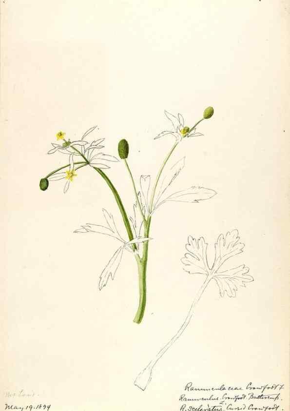Reproducción/Reproduction 48788233412: [Water-color sketches of plants of North America and Europe]. . 