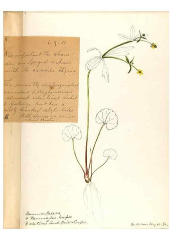 Reproducción/Reproduction 48788233797: [Water-color sketches of plants of North America and Europe]. . 