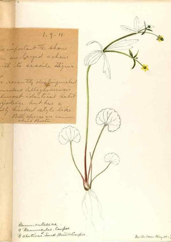 Reproducción/Reproduction 48788233797: [Water-color sketches of plants of North America and Europe]. . 