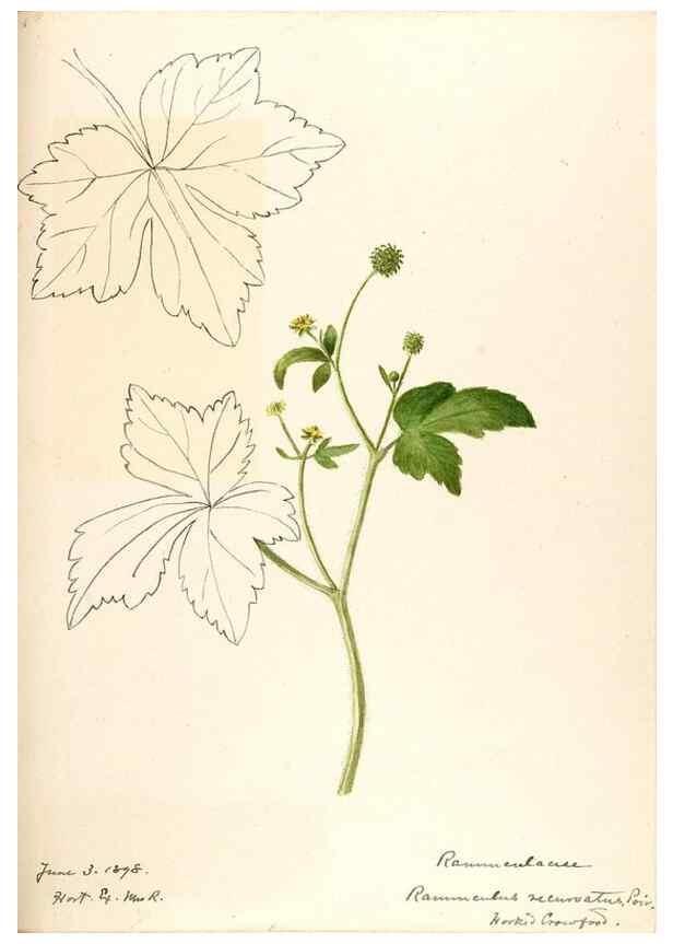 Reproducción/Reproduction 48788234147: [Water-color sketches of plants of North America and Europe]. . 