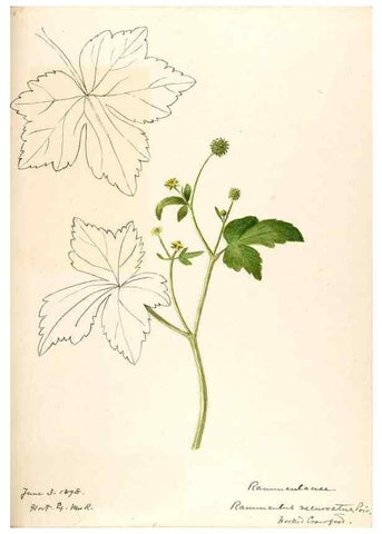 Reproducción/Reproduction 48788234147: [Water-color sketches of plants of North America and Europe]. . 