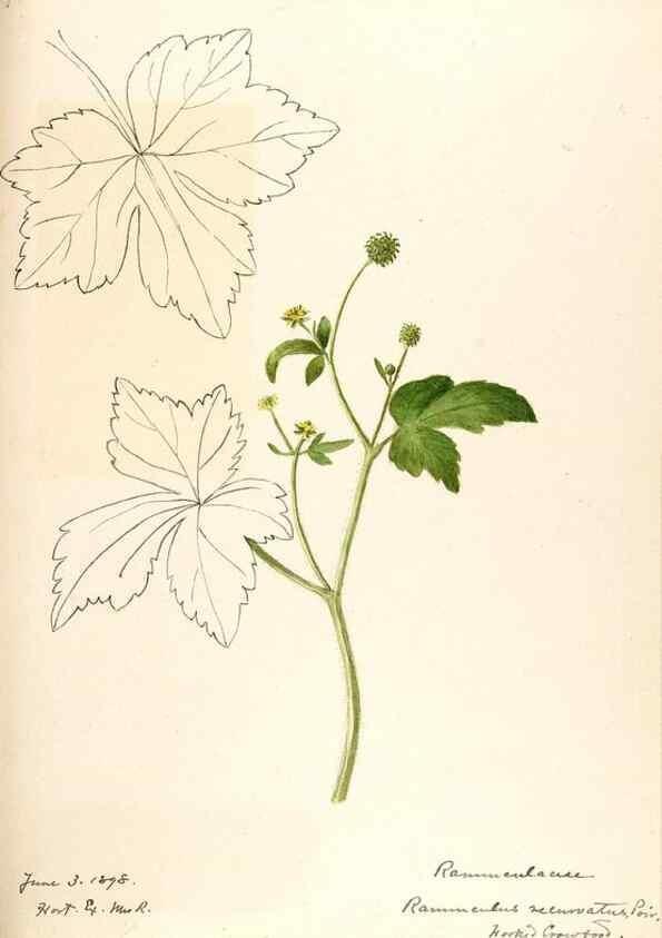 Reproducción/Reproduction 48788234147: [Water-color sketches of plants of North America and Europe]. . 