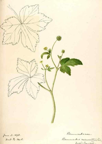 Reproducción/Reproduction 48788234147: [Water-color sketches of plants of North America and Europe]. . 