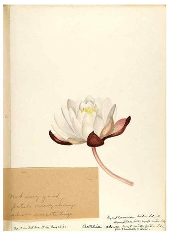 Reproducción/Reproduction 48788084531: [Water-color sketches of plants of North America and Europe]. . 