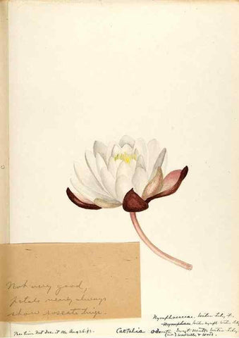 Reproducción/Reproduction 48788084531: [Water-color sketches of plants of North America and Europe]. . 