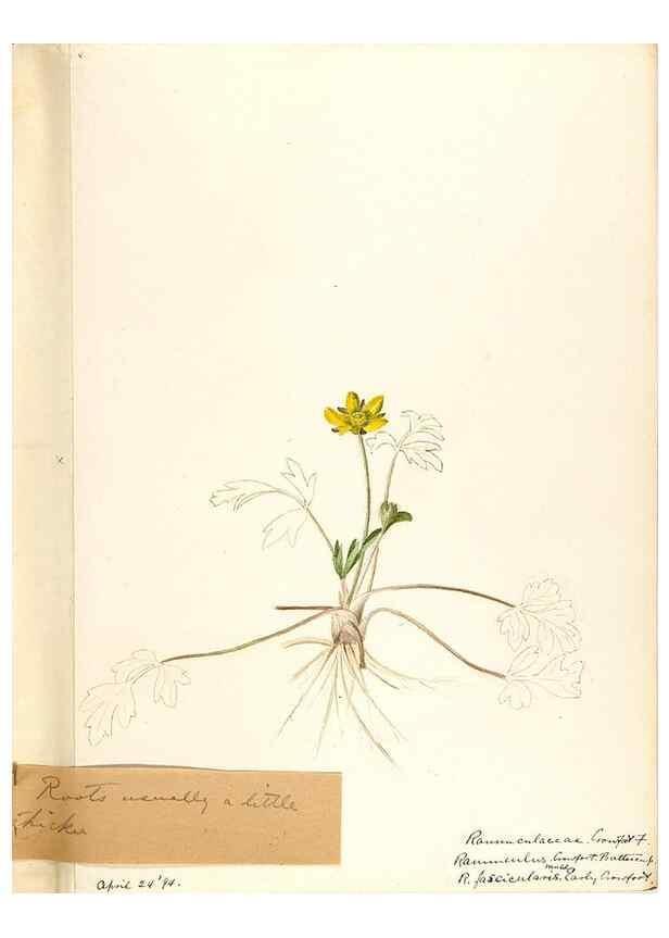 Reproducción/Reproduction 48788234422: [Water-color sketches of plants of North America and Europe]. . 