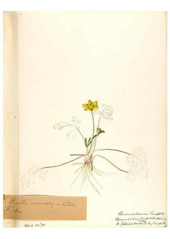 Reproducción/Reproduction 48788234422: [Water-color sketches of plants of North America and Europe]. . 