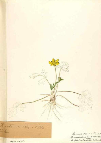 Reproducción/Reproduction 48788234422: [Water-color sketches of plants of North America and Europe]. . 