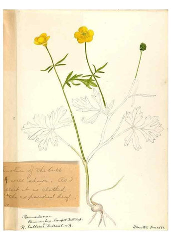 Reproducción/Reproduction 48787724723: [Water-color sketches of plants of North America and Europe]. . 