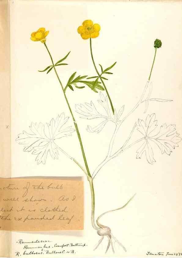 Reproducción/Reproduction 48787724723: [Water-color sketches of plants of North America and Europe]. . 