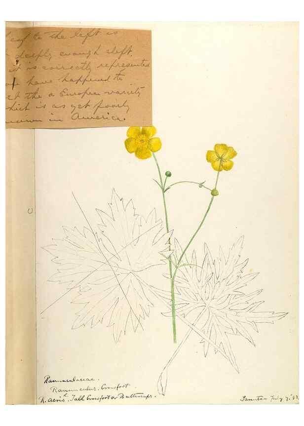 Reproducción/Reproduction 48788088656: [Water-color sketches of plants of North America and Europe]. . 
