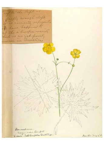 Reproducción/Reproduction 48788088656: [Water-color sketches of plants of North America and Europe]. . 