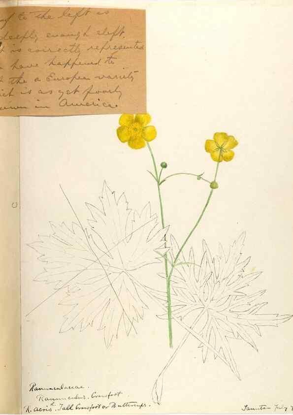 Reproducción/Reproduction 48788088656: [Water-color sketches of plants of North America and Europe]. . 