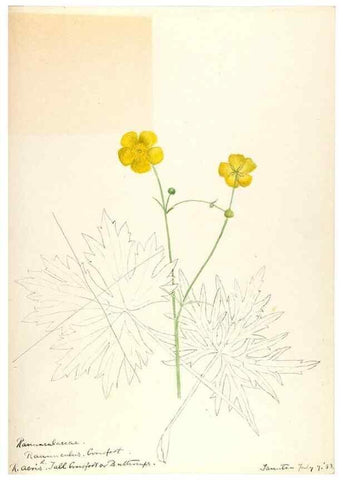 Reproducción/Reproduction 48788088971: [Water-color sketches of plants of North America and Europe]. . 