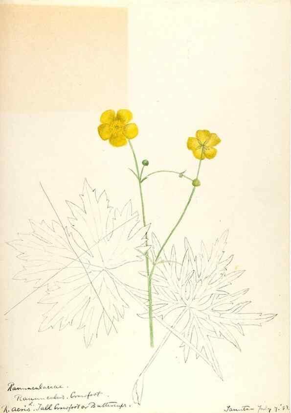 Reproducción/Reproduction 48788088971: [Water-color sketches of plants of North America and Europe]. . 