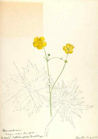 Reproducción/Reproduction 48788088971: [Water-color sketches of plants of North America and Europe]. . 