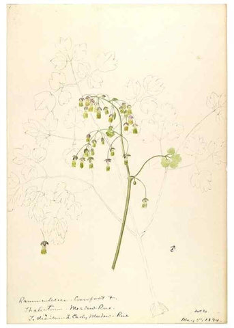 Reproducción/Reproduction 48788089216: [Water-color sketches of plants of North America and Europe]. . 