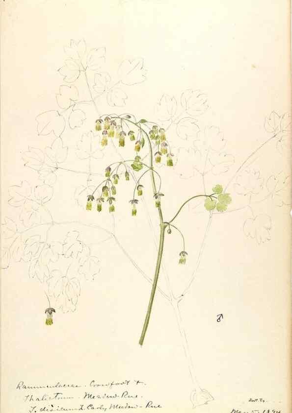 Reproducción/Reproduction 48788089216: [Water-color sketches of plants of North America and Europe]. . 
