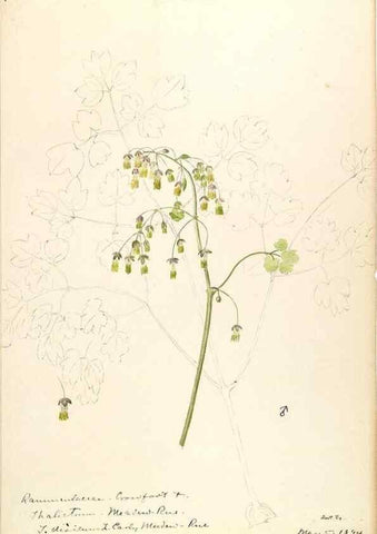 Reproducción/Reproduction 48788089216: [Water-color sketches of plants of North America and Europe]. . 