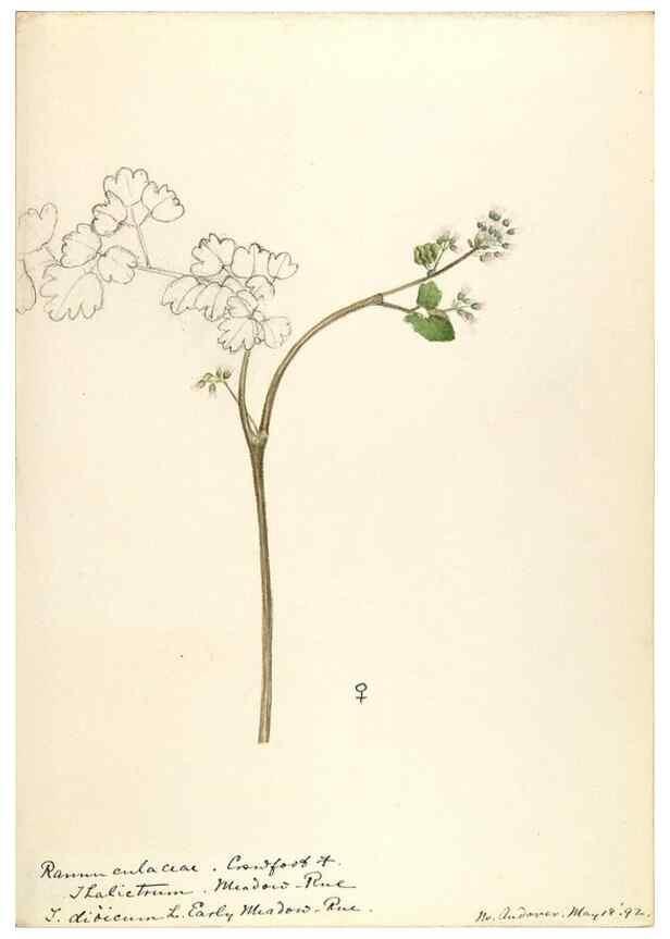 Reproducción/Reproduction 48788089541: [Water-color sketches of plants of North America and Europe]. . 