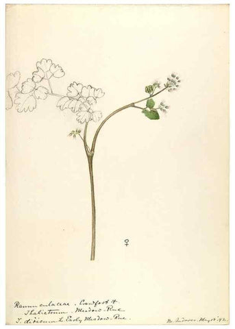 Reproducción/Reproduction 48788089541: [Water-color sketches of plants of North America and Europe]. . 