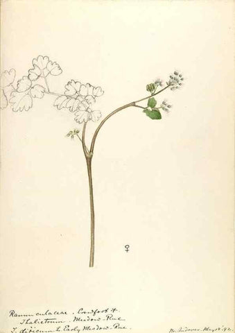 Reproducción/Reproduction 48788089541: [Water-color sketches of plants of North America and Europe]. . 