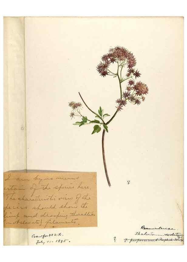 Reproducción/Reproduction 48788236677: [Water-color sketches of plants of North America and Europe]. . 