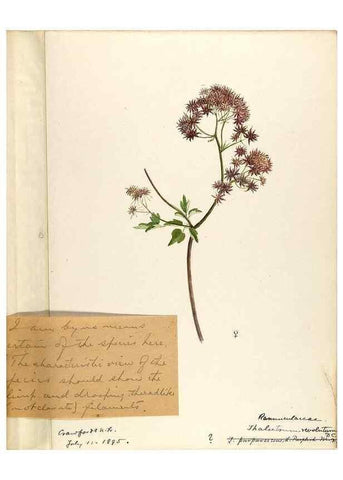 Reproducción/Reproduction 48788236677: [Water-color sketches of plants of North America and Europe]. . 