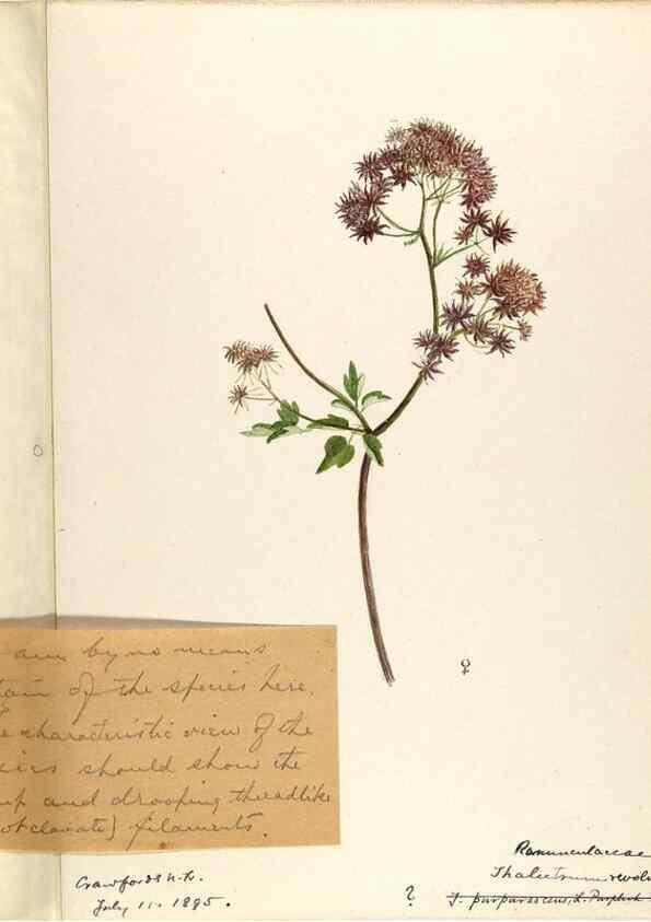 Reproducción/Reproduction 48788236677: [Water-color sketches of plants of North America and Europe]. . 