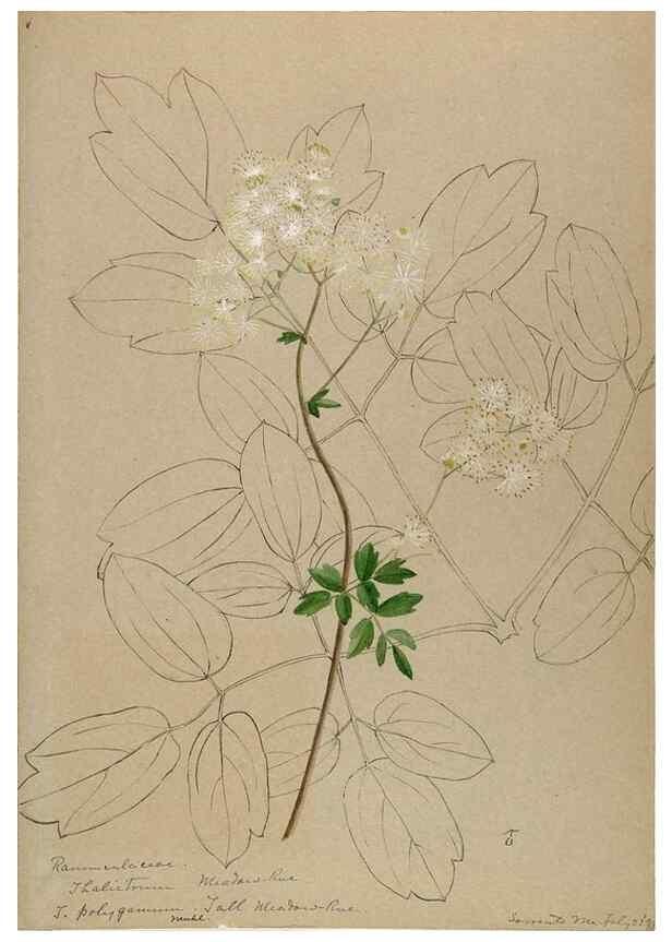 Reproducción/Reproduction 48788237077: [Water-color sketches of plants of North America and Europe]. . 