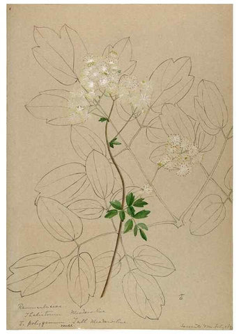 Reproducción/Reproduction 48788237077: [Water-color sketches of plants of North America and Europe]. . 