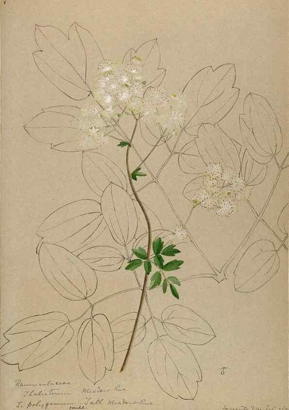 Reproducción/Reproduction 48788237077: [Water-color sketches of plants of North America and Europe]. . 