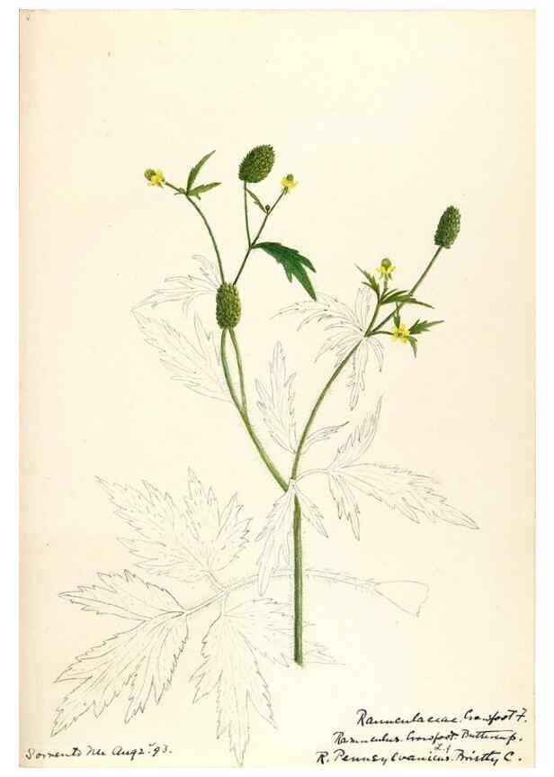 Reproducción/Reproduction 48787724438: [Water-color sketches of plants of North America and Europe]. . 