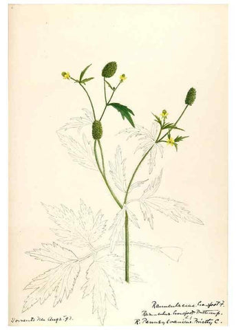 Reproducción/Reproduction 48787724438: [Water-color sketches of plants of North America and Europe]. . 