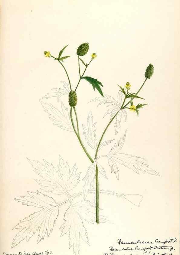 Reproducción/Reproduction 48787724438: [Water-color sketches of plants of North America and Europe]. . 