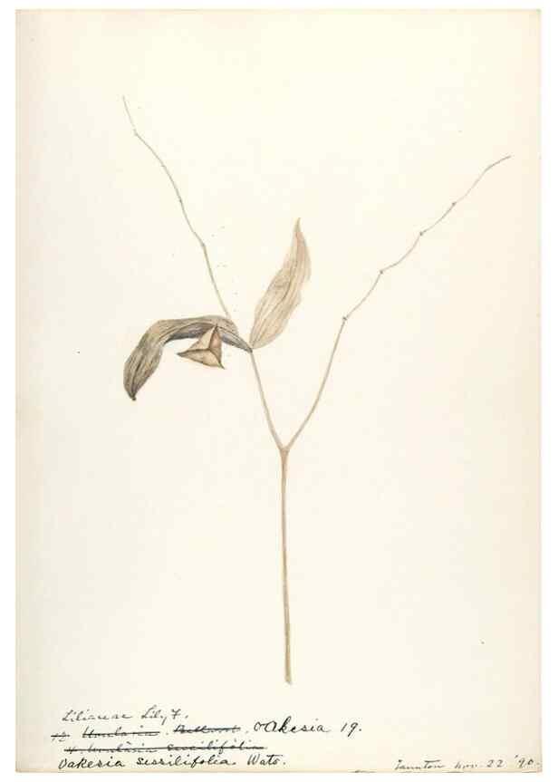 Reproducción/Reproduction 48787925422: [Water-color sketches of plants of North America and Europe]. . 