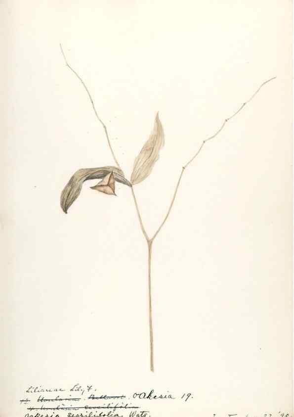 Reproducción/Reproduction 48787925422: [Water-color sketches of plants of North America and Europe]. . 