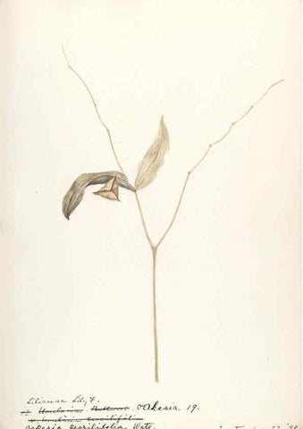 Reproducción/Reproduction 48787925422: [Water-color sketches of plants of North America and Europe]. . 