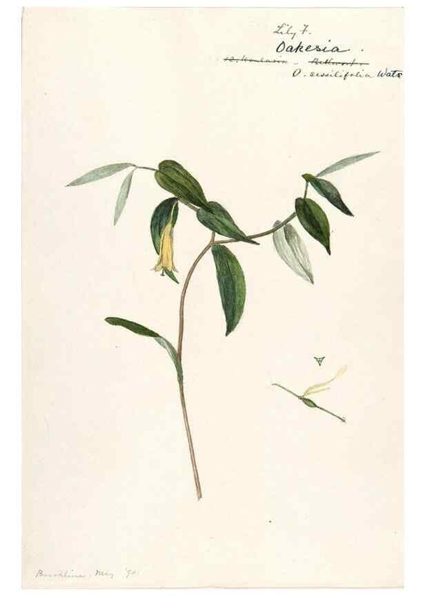 Reproducción/Reproduction 48787775436: [Water-color sketches of plants of North America and Europe]. . 