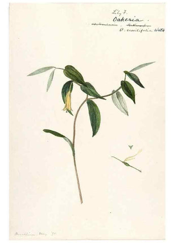 Reproducción/Reproduction 48787775436: [Water-color sketches of plants of North America and Europe]. . 