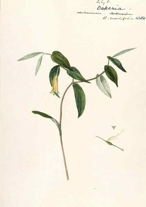 Reproducción/Reproduction 48787775436: [Water-color sketches of plants of North America and Europe]. . 