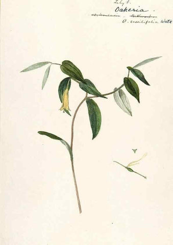 Reproducción/Reproduction 48787775436: [Water-color sketches of plants of North America and Europe]. . 