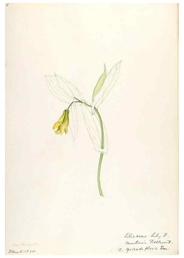 Reproducción/Reproduction 48787775066: [Water-color sketches of plants of North America and Europe]. . 