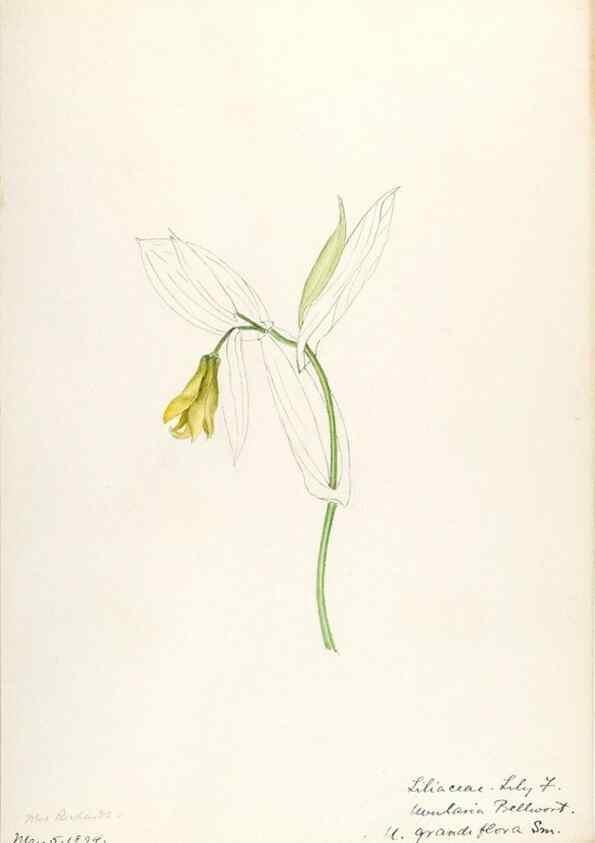 Reproducción/Reproduction 48787775066: [Water-color sketches of plants of North America and Europe]. . 